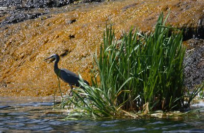 White-faced Heron OZ9W6576