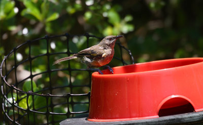 New Zealand Bellbird OZ9W5853