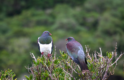 Kereru OZ9W6888
