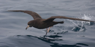 Flesh-footed Shearwater