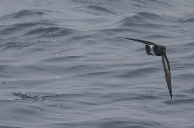 New Zealand Storm-petrel OZ9W4882