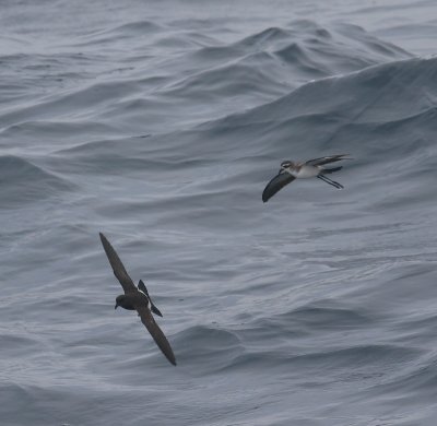 New Zeland Storm-petrel