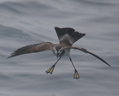 White-faced Storm-petrel