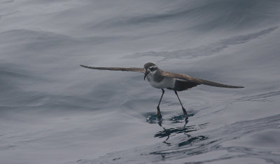 White-faced Storm-petrel OZ9W4718