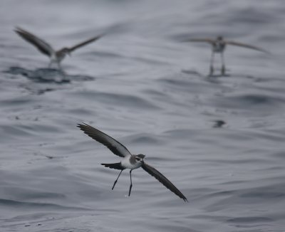 White-faced Storm-petrel OZ9W4972