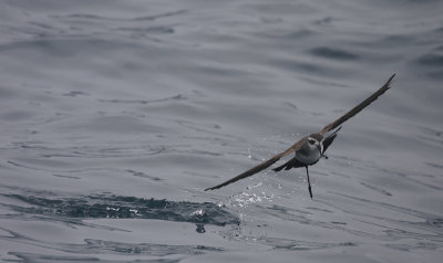 White-faced Storm-petrel OZ9W4984