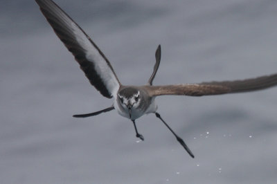 White-faced Storm-petrel OZ9W5005