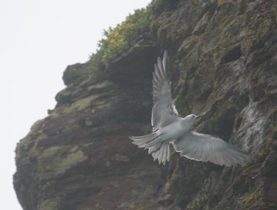 Blue-grey Noddy OZ9W5139