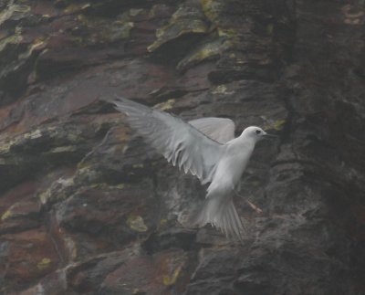 Blue-grey Noddy OZ9W5142