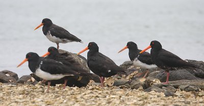 Variable Oystercatcher flock roosting OZ9W4121