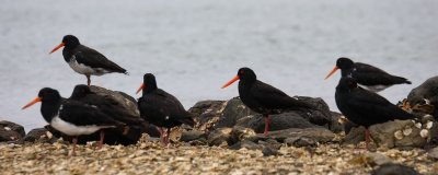 Variable Oystercatchers flock roosting