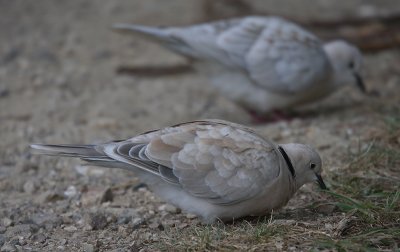 Barbary Doves OZ9W4054