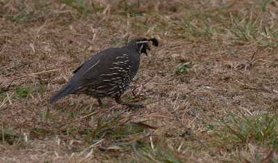California Quail male OZ9W4061