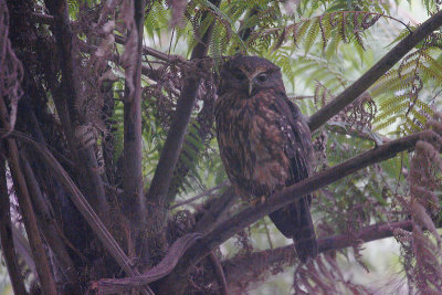 Morepork OZ9W4077