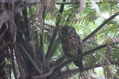 Morepork OZ9W4087