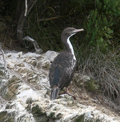 Rough-faced Cormorant juvenile OZ9W7351