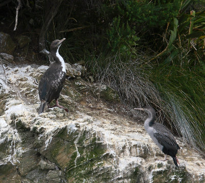 Rough-faced Cormorant  juvenile with Spotted Shag OZ9W7354