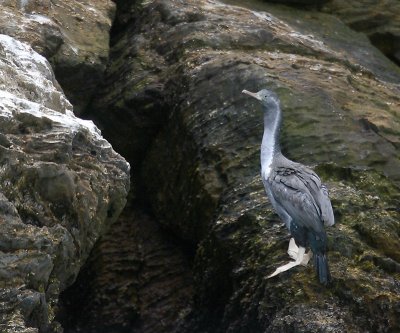 Spotted Cormorant immature OZ9W7357