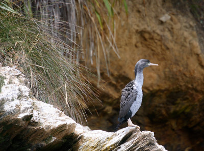 Spotted Cormorant adult OZ9W7366