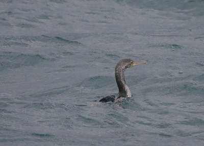 Rough-faced Cormorant juvenile OZ9W7740