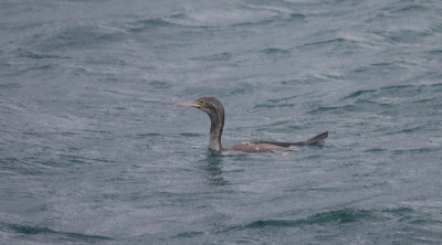 Rough-faced Cormorant  juvenile OZ9W7744
