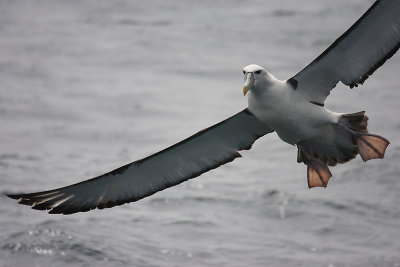 New Zealand White-capped Albatross in flight OZ9W2161