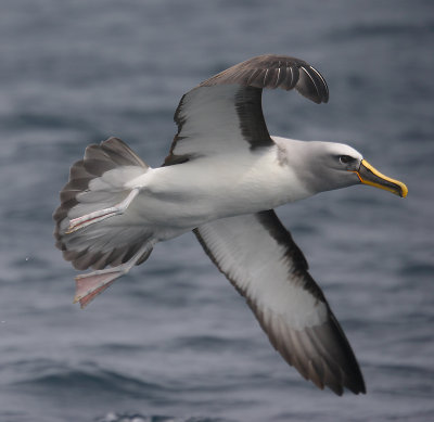 Southern Buller's Albatross adult in flight OZ9W2177