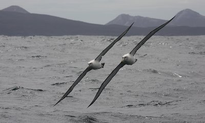 New Zealand White-capped Albatross