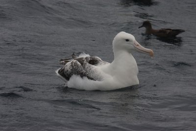 Southern Royal Albatrosses adult on water OZ9W2377