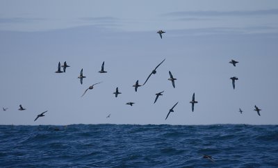 Sooty Shearwater flock in flight OZ9W1809