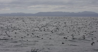 Sooty Shearwater flock in flight OZ9W2259