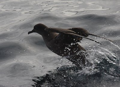 Sooty Shearwater on water 1