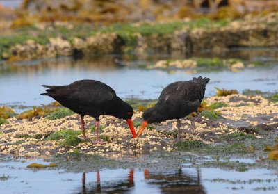 Variable Oystercatchers adult with juvenile