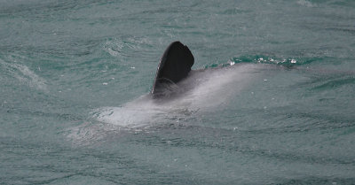 Hector's Dolphin OZ9W7474