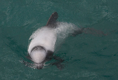 Hector's Dolphin OZ9W7479