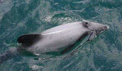 Hector's Dolphin OZ9W7488