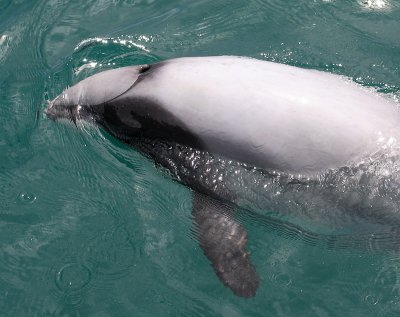 Hector's Dolphin OZ9W7515