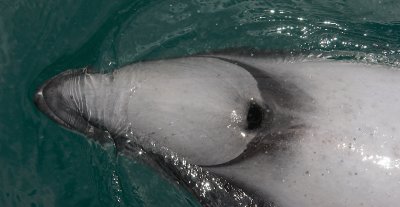 Hector's Dolphin 2 Marlborough Sounds New Zealand