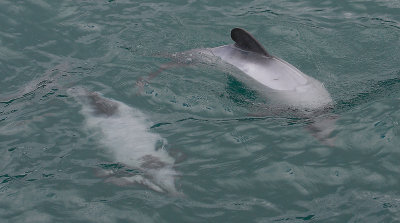 Hector's Dolphins OZ9W7533