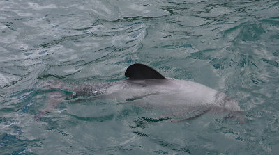 Hector's Dolphin OZ9W7539