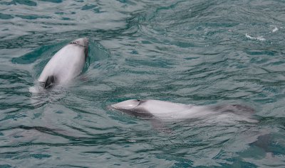 Hector's Dolphins OZ9W7543