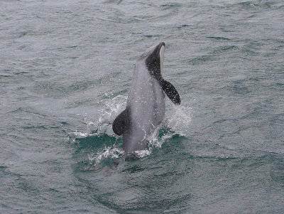 Hector's Dolphin OZ9W7547