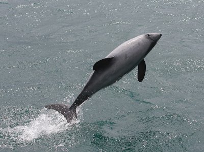 Hector's Dolphin OZ9W7563