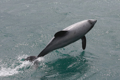 Hector's Dolphin OZ9W7564