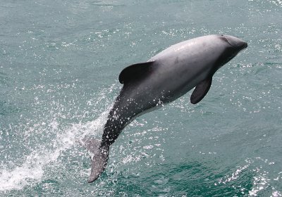 Hector's Dolphin OZ9W7572