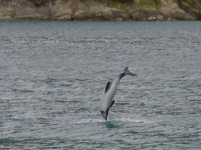 Hector's Dolphin OZ9W7593
