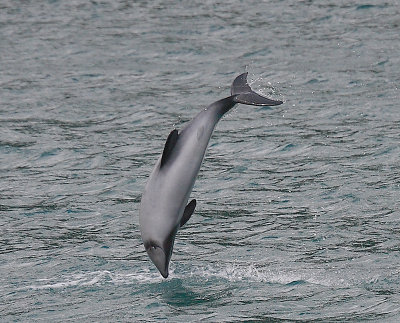 Hector's Dolphin OZ9W7593a