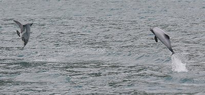 Hector's Dolphins OZ9W7601