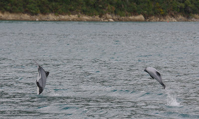 Hector's Dolphins OZ9W7602