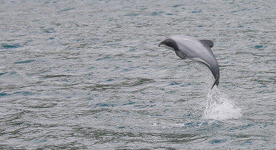 Hector's Dolphin OZ9W7607